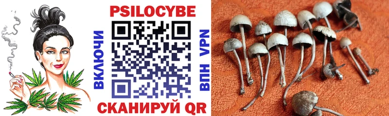 Псилоцибиновые грибы Psilocybe Великие Луки